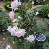 靭の薔薇－続き