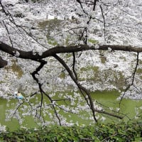 ソメイヨシノ　　　　　風までさくらいろに染め　　　　　　　東京都墨田区