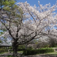 大道沢公園の桜、満開