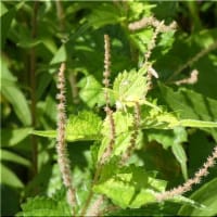 地味な花ばかりですが・・・。