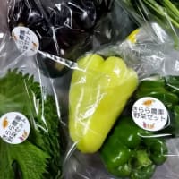 新潟夏野菜宅急便！極甘トウモロコシ、きゅうり、トマト、枝豆など