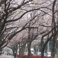 サクラが満開です