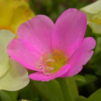 ポーチュラカ　松葉牡丹　スベリヒユ科　花はボタンで葉巾の違いで分けられています。今日の野鳥：シジュウカラ