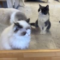 猫カフェ体験