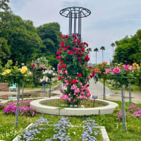 長居植物園のバラ園へ