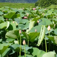 井戸尻の大賀ハス