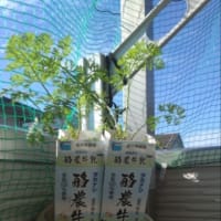 人参 二回目の間引きと追肥
