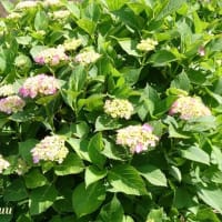 農業体験施設「モナの丘」のアジサイ群集美！！