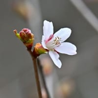 「ソメイヨシノ」だけが桜とは限らない