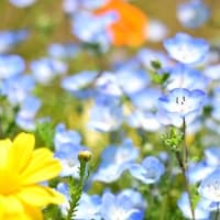 花壇の花（大船フラワーセンター）
