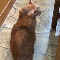 看板猫のいるお店で猫飲み (2506-1)