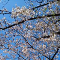花より団子