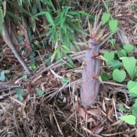今年のハチクは盛り短く典型的な裏年