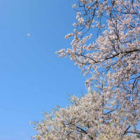 桜を求めて…🌸（其の壱）