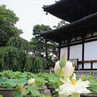 喜光寺の蓮