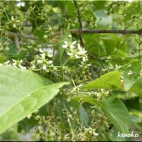 樹木の花。