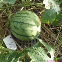 ＜我が家の菜園518＞　スイカ２個