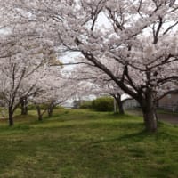 平成三十一年と四ヶ月・・・〝平成〟見納めの桜花 