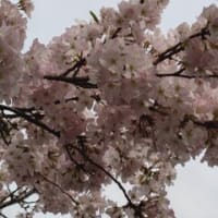 桜はやっぱりソメイヨシノ