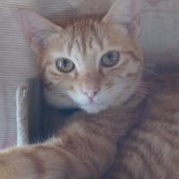 我が家の猫のナナをカシャｗ