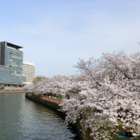 お花見に大阪城へ