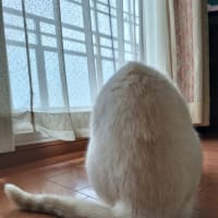 まぁるい