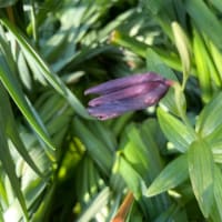 薬が効いている様です