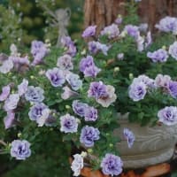気になってたお花を撮りました