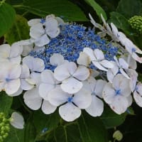 ５年前のある随意契約