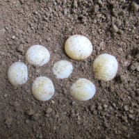 マルギ13♀ふれあ、2025・３ｒｄクラッチ！！