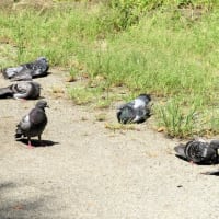 ハトさんたちの水浴びとカラスさん♪