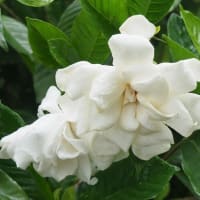 にしさんの花日記　東京　向島　百花園