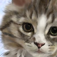ラガマフィンの子猫ちゃん　どんぐりちゃん