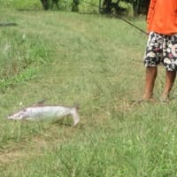 カピンブリで釣り！