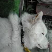 親父ケータイのミネジ画像その１