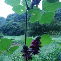 いい香り♪