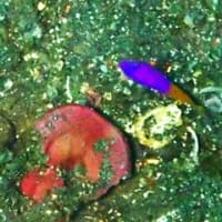 沈没船リバティ号の探索とエメラルドドロップオフ
