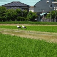 2025年07月19日　コウノトリ目撃情報