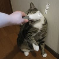 ブラシはいかが？