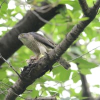 心に残る情景*「鳥景」見沼の小さな森