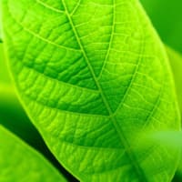 健康に役立つ色　の巻