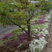 久しぶりの雨の一日