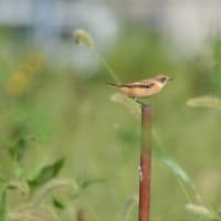 ノビタキ
