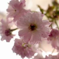 桜の花展
