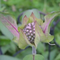 庭に戻りました＊留守番していた花たちをお披露目です＊