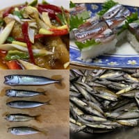 2025年6月8日【北条湾釣行】釣りのお供のキジトラ猫と茶トラ猫