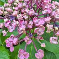 小さな庭に咲く紫陽花