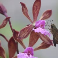 Encyclia phoenicea(チョコレートの香り)