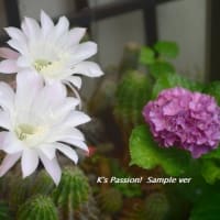 菜園～サボテンの花