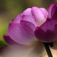 ハスの花②